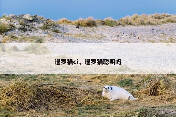 暹罗猫ci，暹罗猫聪明吗