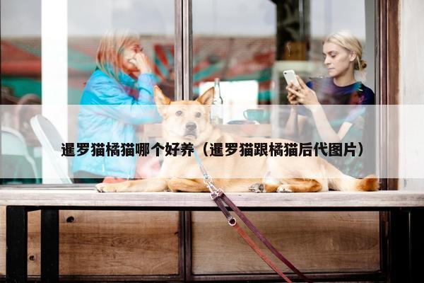 暹罗猫橘猫哪个好养（暹罗猫跟橘猫后代图片）