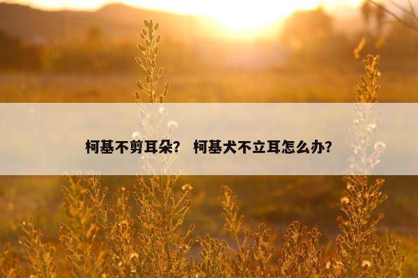 柯基不剪耳朵？ 柯基犬不立耳怎么办？