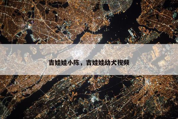 吉娃娃小陈，吉娃娃幼犬视频