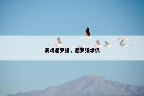 调戏暹罗猫，暹罗猫求偶