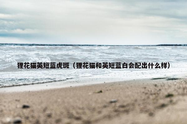 狸花猫英短蓝虎斑（狸花猫和英短蓝白会配出什么样）