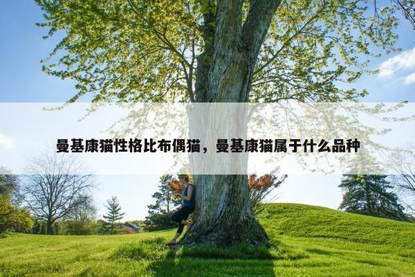 曼基康猫性格比布偶猫，曼基康猫属于什么品种