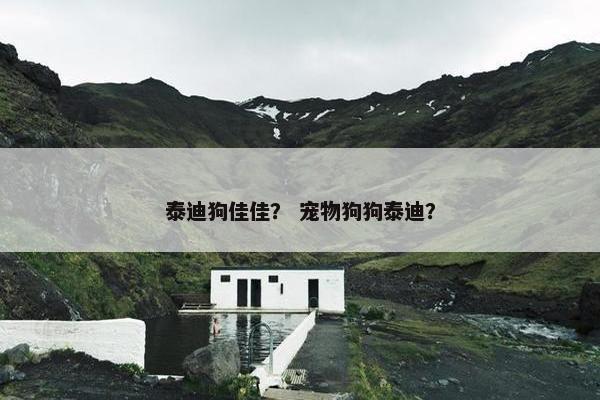 泰迪狗佳佳？ 宠物狗狗泰迪？