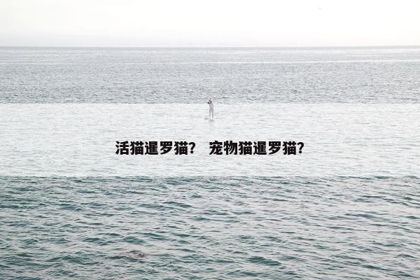 活猫暹罗猫？ 宠物猫暹罗猫？