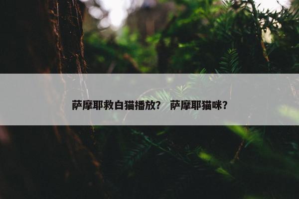 萨摩耶救白猫播放？ 萨摩耶猫咪？