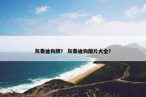 灰泰迪狗牌？ 灰泰迪狗图片大全？