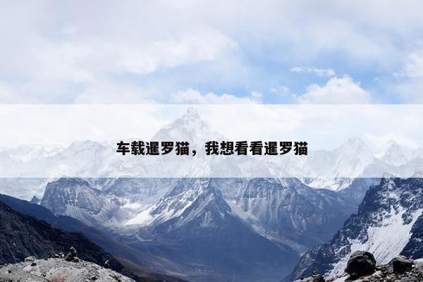 车载暹罗猫，我想看看暹罗猫