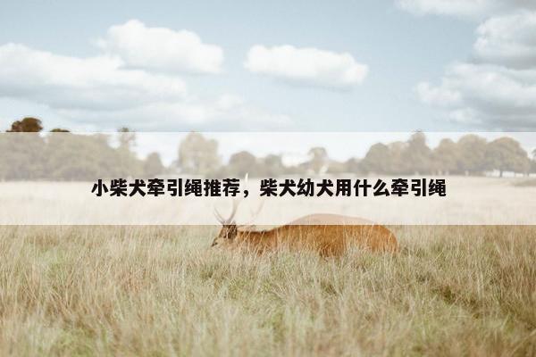 小柴犬牵引绳推荐，柴犬幼犬用什么牵引绳