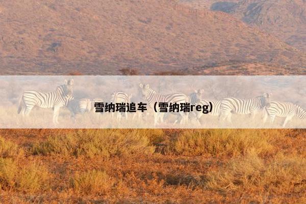 雪纳瑞追车（雪纳瑞reg）