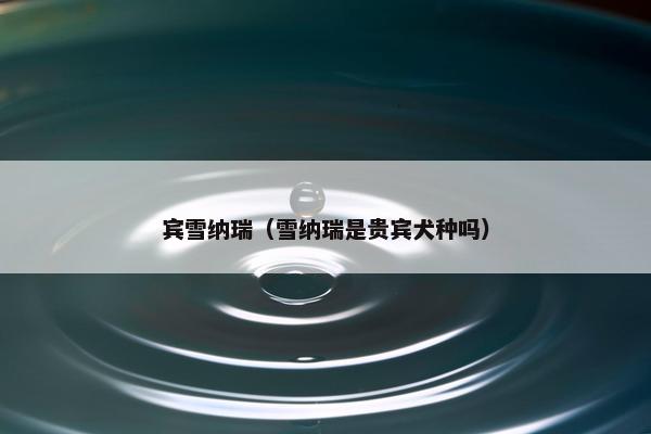 宾雪纳瑞（雪纳瑞是贵宾犬种吗）