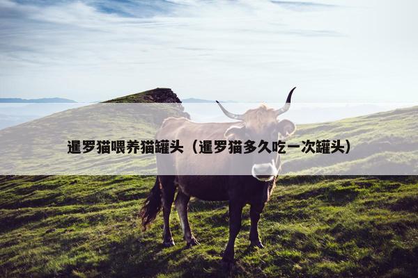 暹罗猫喂养猫罐头（暹罗猫多久吃一次罐头）