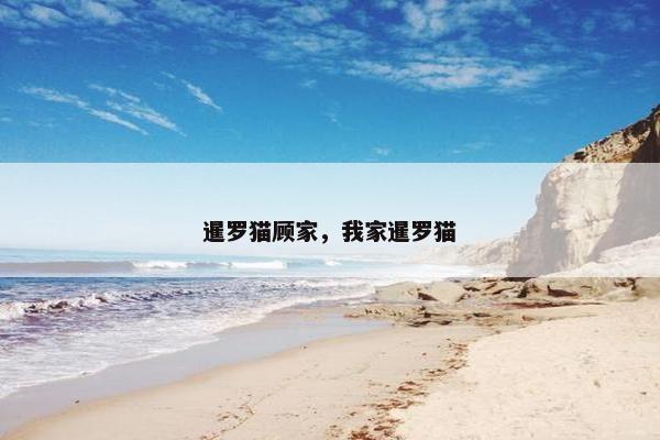 暹罗猫顾家，我家暹罗猫