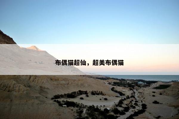 布偶猫超仙，超美布偶猫