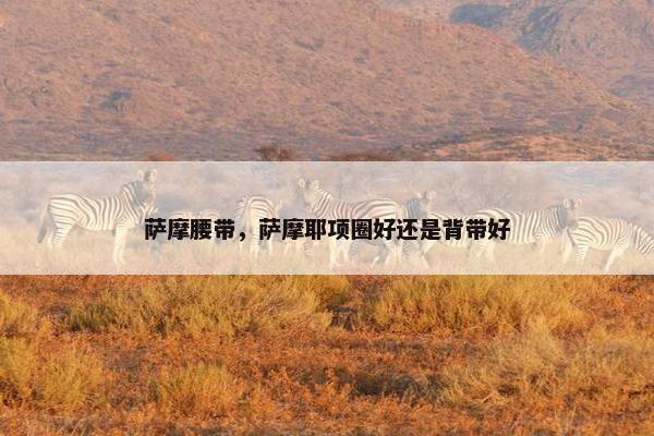 萨摩腰带，萨摩耶项圈好还是背带好