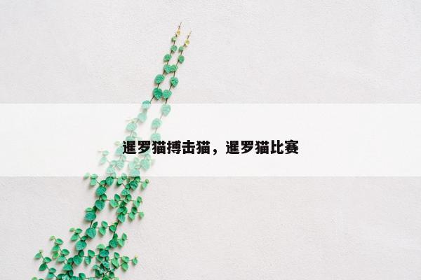 暹罗猫搏击猫，暹罗猫比赛