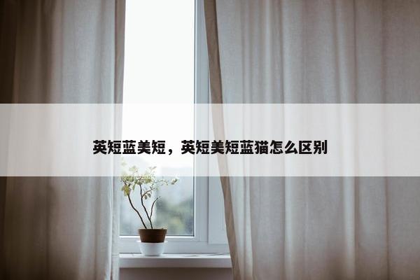 英短蓝美短，英短美短蓝猫怎么区别