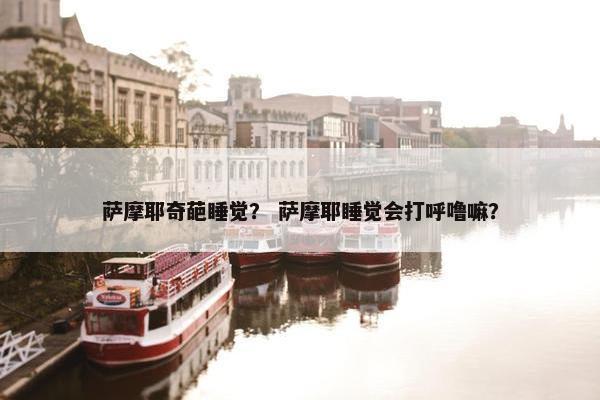 萨摩耶奇葩睡觉？ 萨摩耶睡觉会打呼噜嘛？