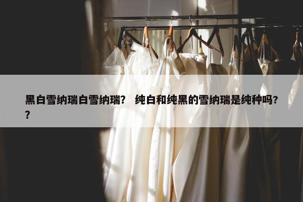 黑白雪纳瑞白雪纳瑞？ 纯白和纯黑的雪纳瑞是纯种吗?？