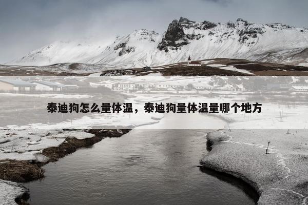 泰迪狗怎么量体温，泰迪狗量体温量哪个地方