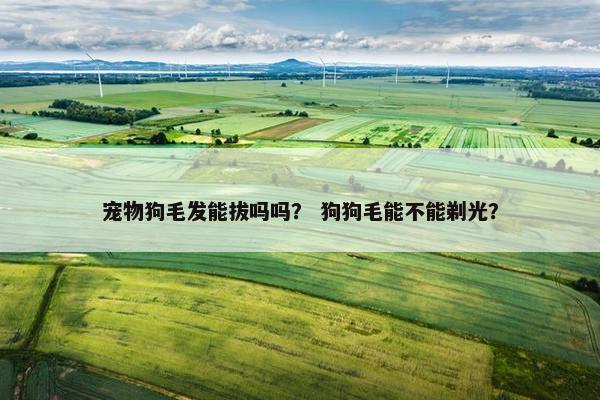 宠物狗毛发能拔吗吗？ 狗狗毛能不能剃光？