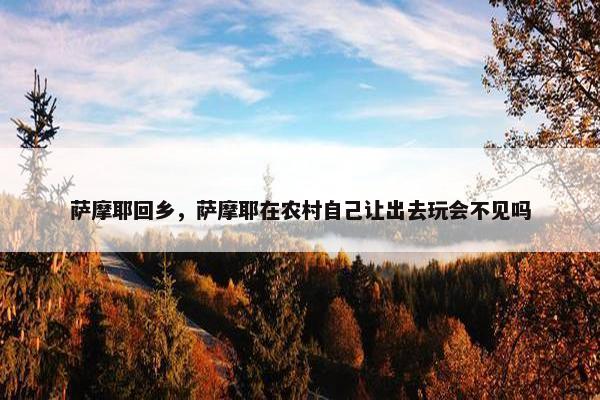 萨摩耶回乡，萨摩耶在农村自己让出去玩会不见吗
