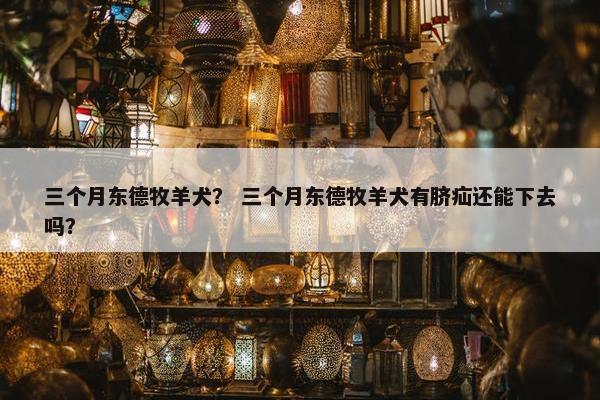 三个月东德牧羊犬？ 三个月东德牧羊犬有脐疝还能下去吗？