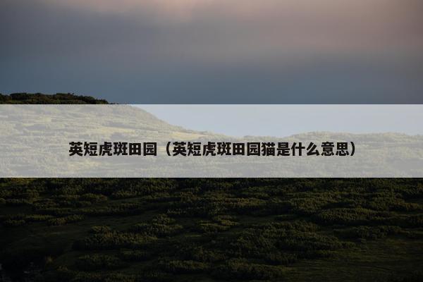 英短虎斑田园（英短虎斑田园猫是什么意思）