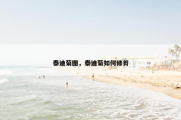 泰迪菊图，泰迪菊如何修剪