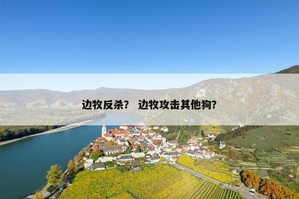 边牧反杀？ 边牧攻击其他狗？