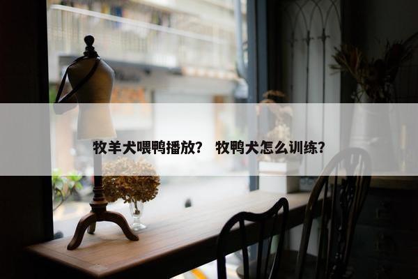 牧羊犬喂鸭播放? 牧鸭犬怎么训练?