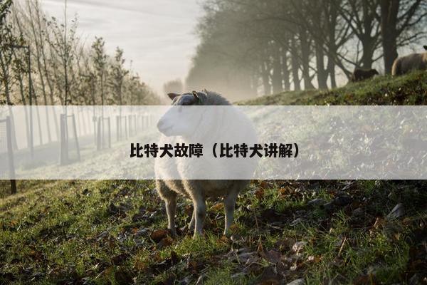 比特犬故障（比特犬讲解）