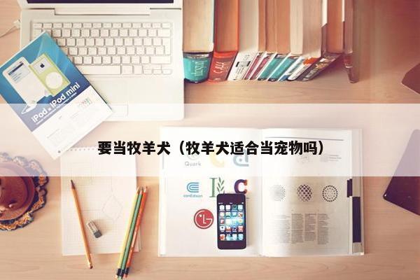 要当牧羊犬(牧羊犬适合当宠物吗)