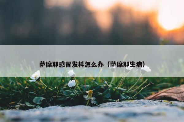 萨摩耶感冒发抖怎么办（萨摩耶生病）