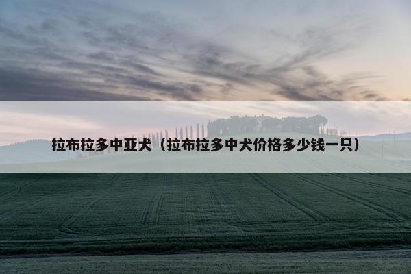 拉布拉多中亚犬（拉布拉多中犬价格多少钱一只）