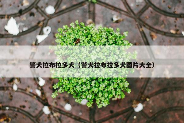 警犬拉布拉多犬（警犬拉布拉多犬图片大全）