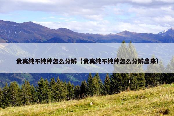 贵宾纯不纯种怎么分辨(贵宾纯不纯种怎么分辨出来)