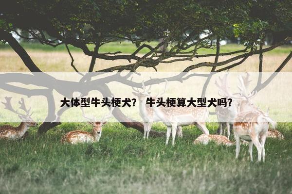 大体型牛头梗犬？ 牛头梗算大型犬吗？