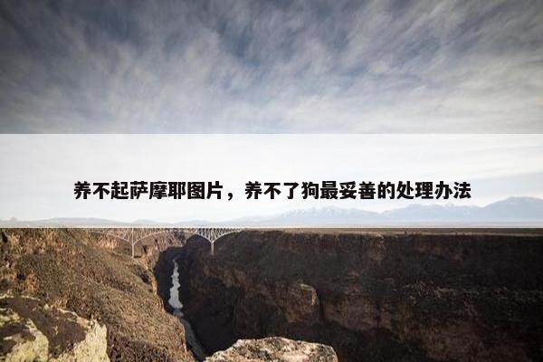 养不起萨摩耶图片，养不了狗最妥善的处理办法