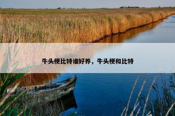 牛头梗比特谁好养，牛头梗和比特