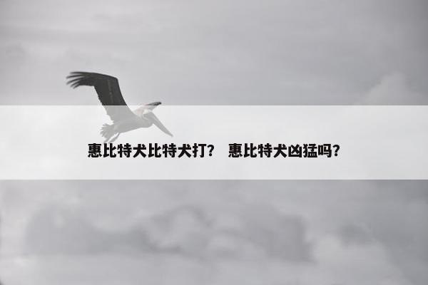 惠比特犬比特犬打？ 惠比特犬凶猛吗？