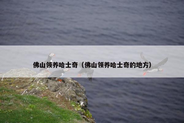 佛山领养哈士奇（佛山领养哈士奇的地方）