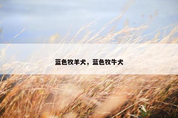 蓝色牧羊犬，蓝色牧牛犬