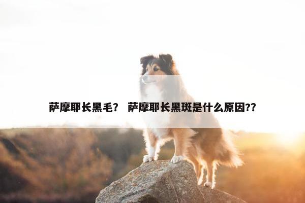 萨摩耶长黑毛？ 萨摩耶长黑斑是什么原因?？