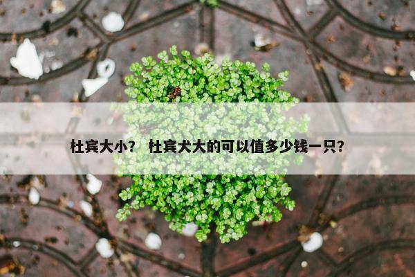 杜宾大小? 杜宾犬大的可以值多少钱一只?