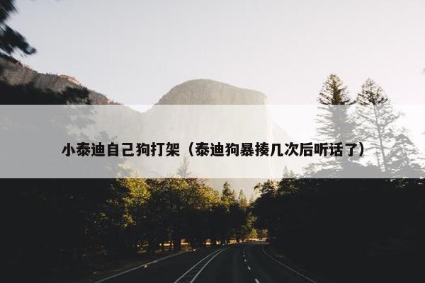 小泰迪自己狗打架（泰迪狗暴揍几次后听话了）
