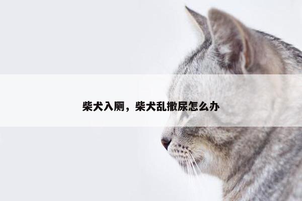 柴犬入厕，柴犬乱撒尿怎么办