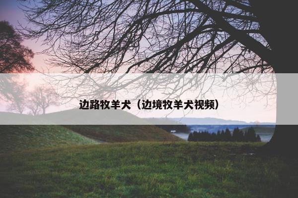 边路牧羊犬(边境牧羊犬视频)