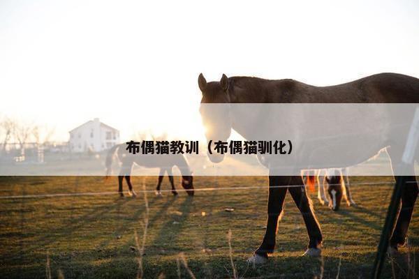 布偶猫教训（布偶猫驯化）