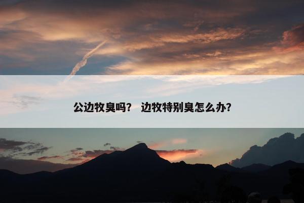 公边牧臭吗？ 边牧特别臭怎么办？